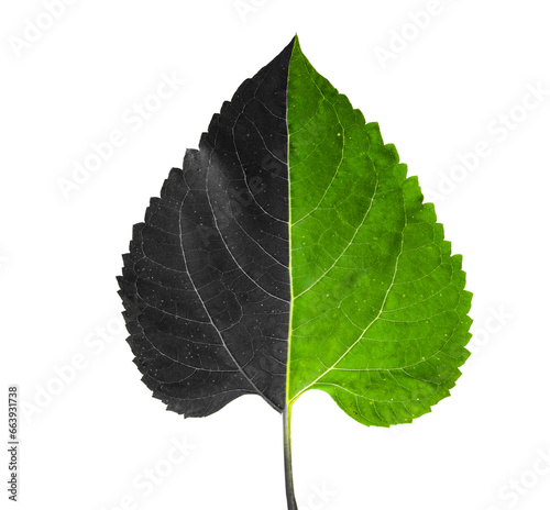 Blatt mit einer Grünen und einer Grauen Seite isoliert auf weissem Hintergrund