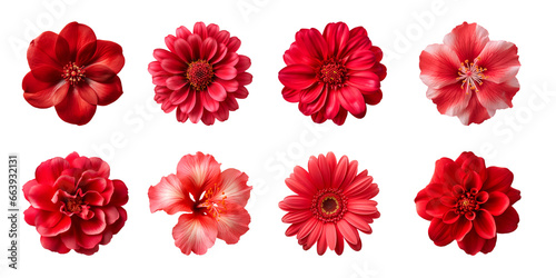 Fototapeta Naklejka Na Ścianę i Meble -  Collection of various red flowers isolated on a transparent background