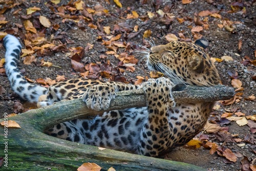 Chinese leopard, Panthera pardus japonensis in autumn leaves