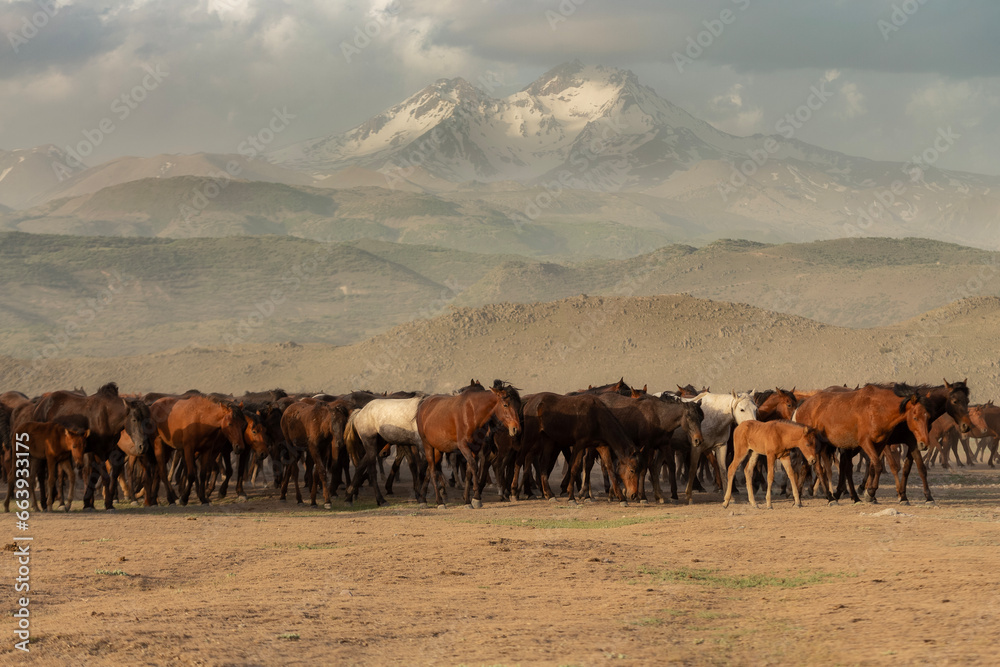 View of wild horses at sunset. (Yılkı Atları).  Kayseri. Turkey.