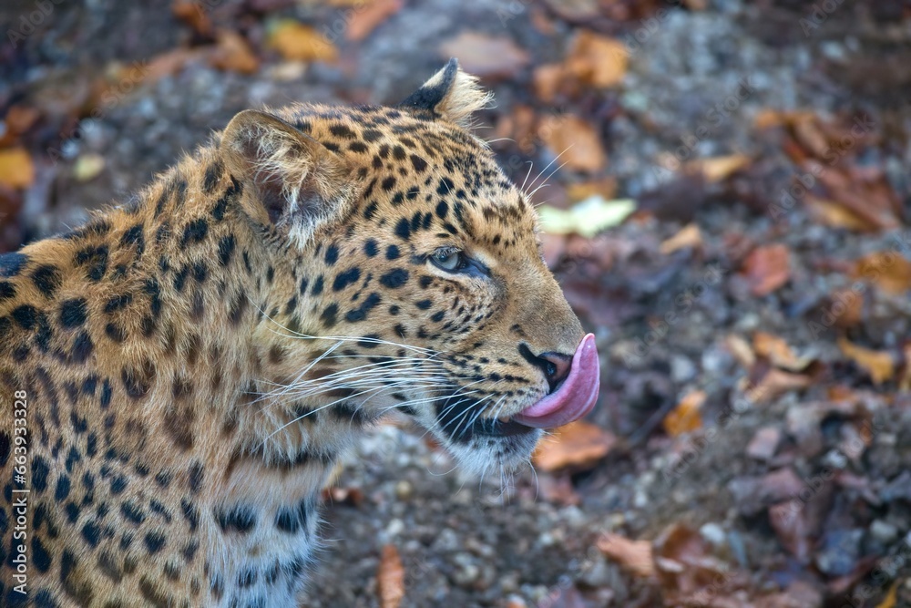 Obraz premium Chinese leopard, Panthera pardus japonensis in autumn leaves