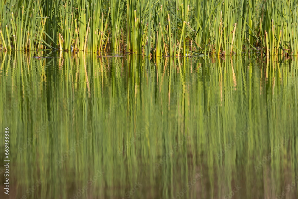 Rezabinec pond, Southern Bohemia, Czech Republic Rezabinec pond, Southern Bohemia, Czech Republic