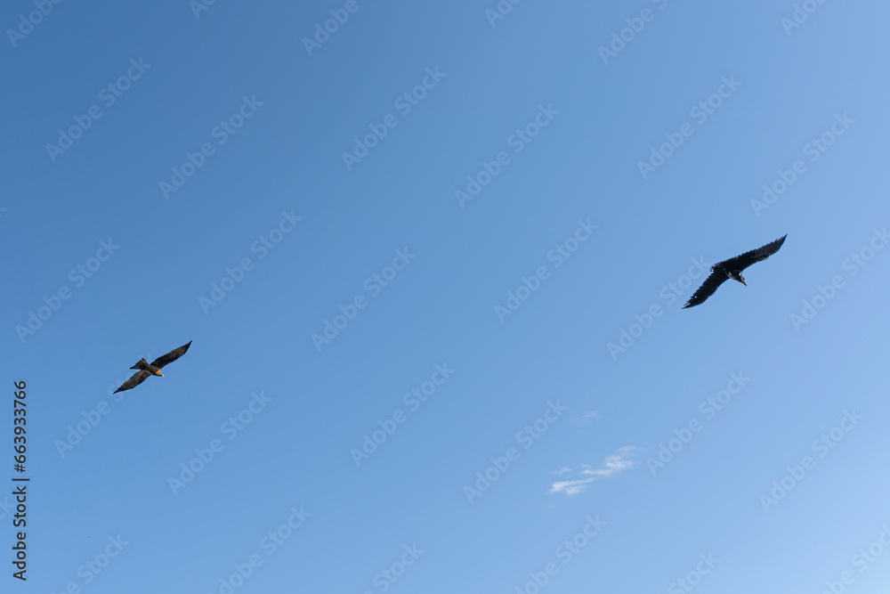 Egyptian Vultures is flying on a clear blue sky in Ethiopia, Africa