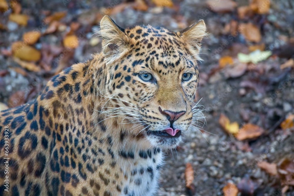 Obraz premium Chinese leopard, Panthera pardus japonensis in autumn leaves