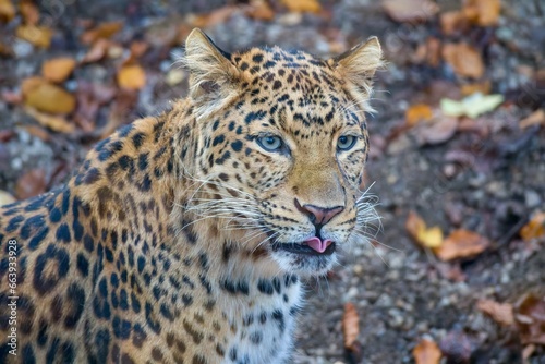 Chinese leopard  Panthera pardus japonensis in autumn leaves