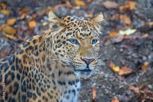 Chinese leopard, Panthera pardus japonensis in autumn leaves