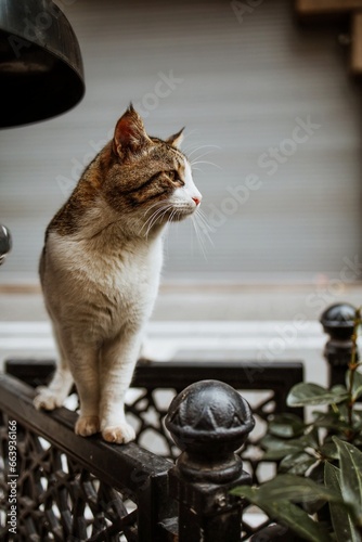 Photography Street cat in Istanbul