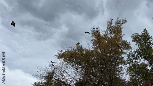 Birds flying above autumn forestt in the moody sky. photo