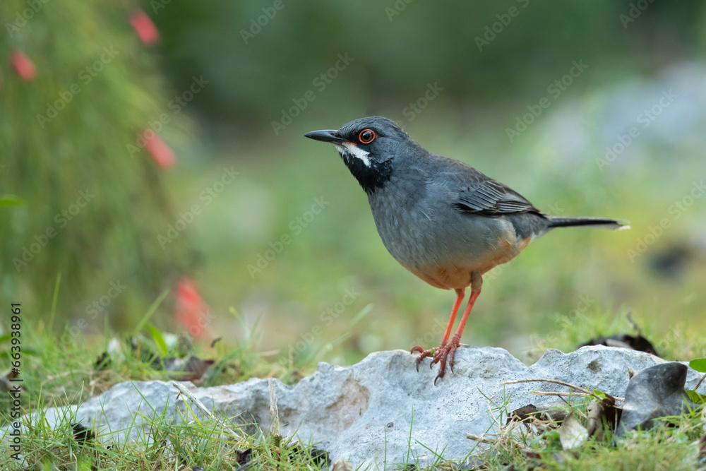 The red-legged thrush (Turdus plumbeus) is a species of bird in the family Turdidae.