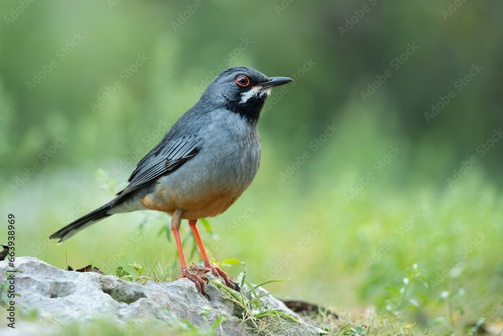 The red-legged thrush (Turdus plumbeus) is a species of bird in the family Turdidae. The red-legged thrush (Turdus plumbeus) is a species of bird in the family Turdidae.