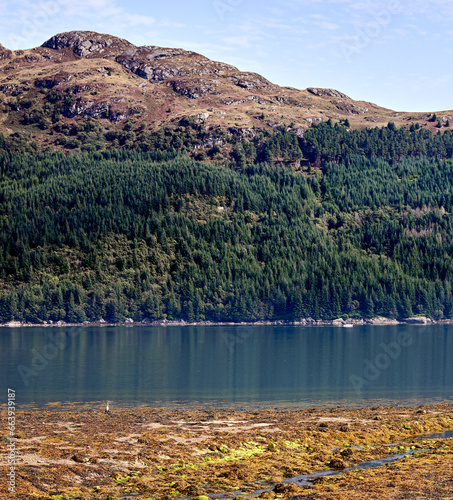 A lone Heron stands still at the waters edge whilst in the background a motor boat speeds on its way. Loch Goil at Carrick Castle photo