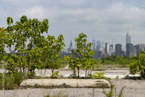 Overgrown Plants and Weeds on a Vacant Lot in Greenpoint Brooklyn with a Manhattan Skyline View