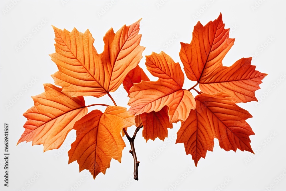 autumn leaves isolated on white