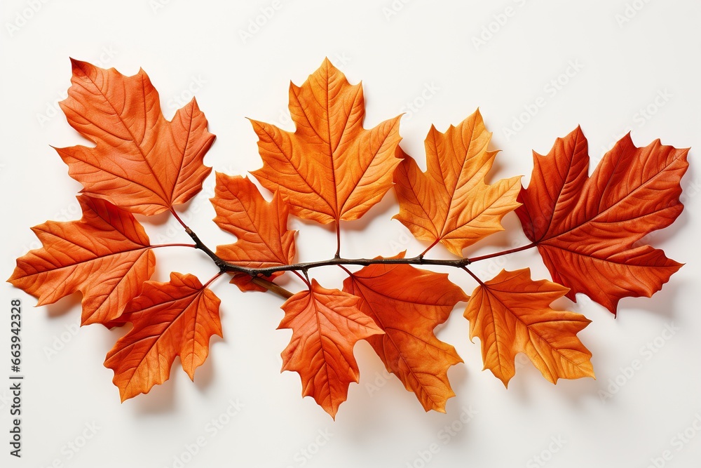 Fototapeta premium autumn leaves isolated on white