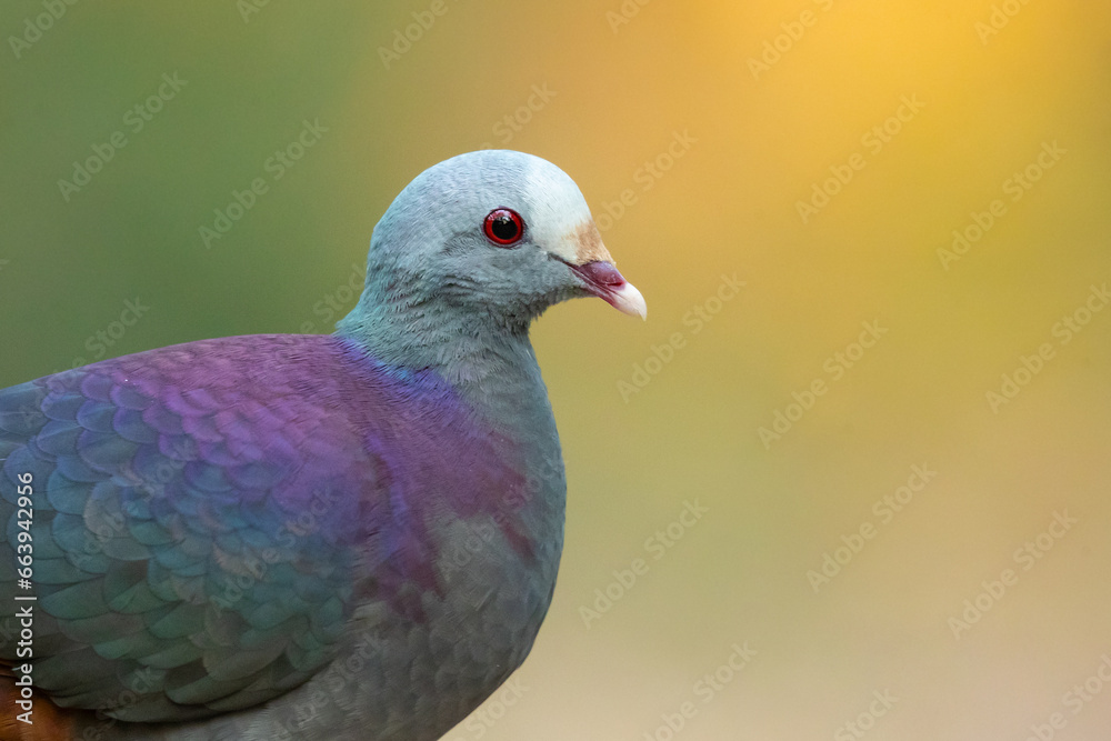 The grey-fronted quail-dove (Geotrygon caniceps) is a species of bird in the family Columbidae. It is endemic to Cuba The grey-fronted quail-dove (Geotrygon caniceps) is a species of bird in the family Columbidae. It is endemic to Cuba