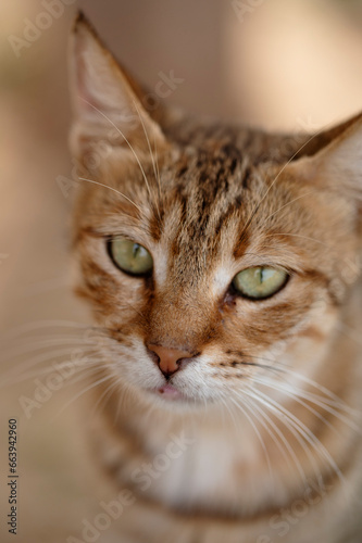 close up portrait of a cat © mohamed abdelghaffar