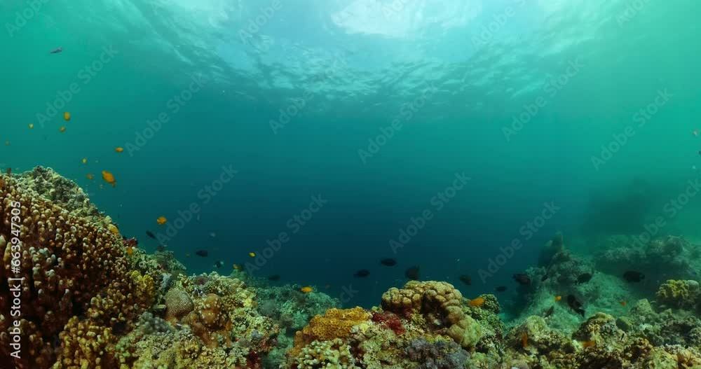 Coral reefs under the sea. Underwater world with coral reef and tropical fish. Coral reefs under the sea. Underwater world with coral reef and tropical fish.