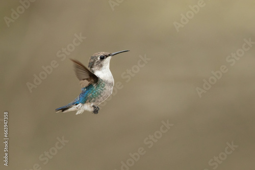 Photography Bee hummingbird, zunzuncito or Helena hummingbird (Mellisuga helenae)