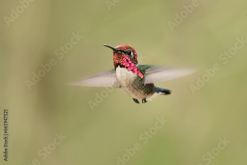 Bee hummingbird, zunzuncito or Helena hummingbird (Mellisuga helenae). It is the world's smallest bird photo