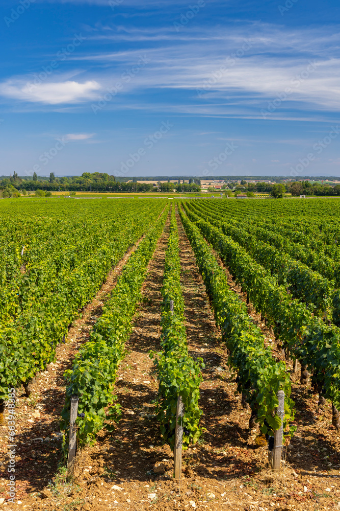 Typical vineyards near Clos de Vougeot, Cote de Nuits, Burgundy, France