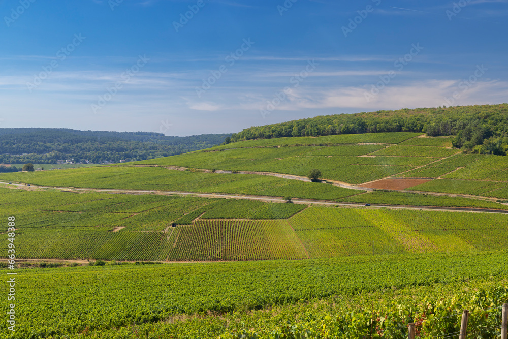 Typical vineyards near Aloxe-Corton, Cote de Nuits, Burgundy, France