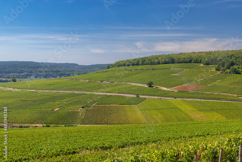 Typical vineyards near Aloxe-Corton  Cote de Nuits  Burgundy  France