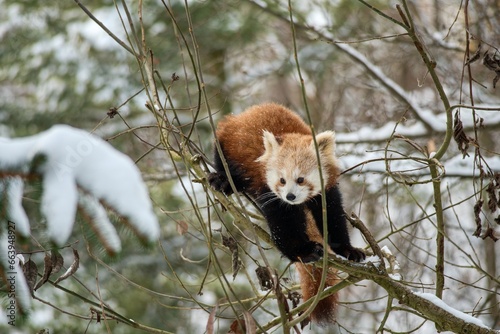 Ailurus fulgens, Red Panda Panda on a tree in winter in the snow