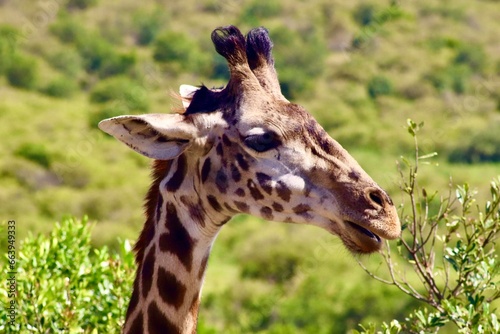 Fototapeta Naklejka Na Ścianę i Meble -  Les girafes de la réserve du masaï mara au Kenya
