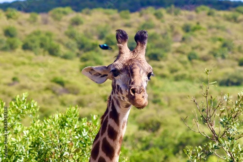 Les girafes de la réserve du masaï mara au Kenya photo