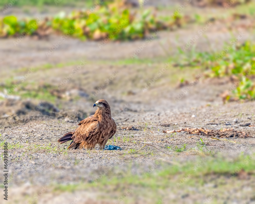 Obraz premium A Black Kite