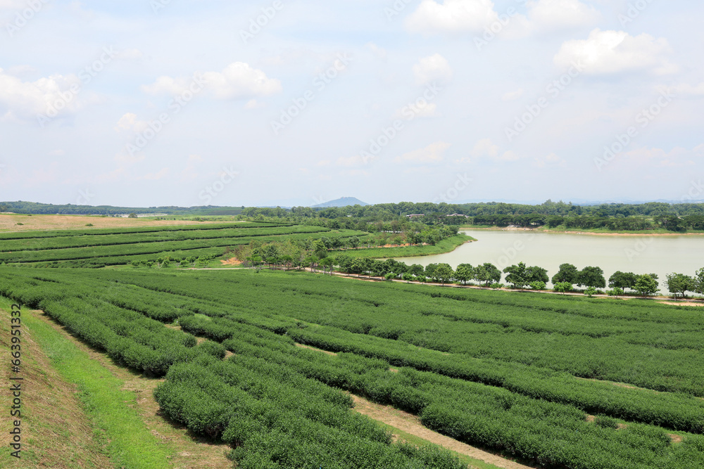 View of beautiful landscape Tea Plantation at thailand