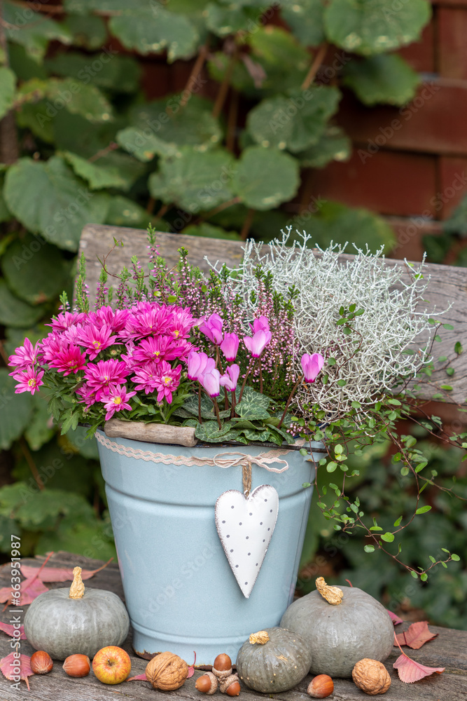 pink Alpenveilchen, Chrysantheme, Heidekraut und Silberdrahtpflanze im vintage Eimer