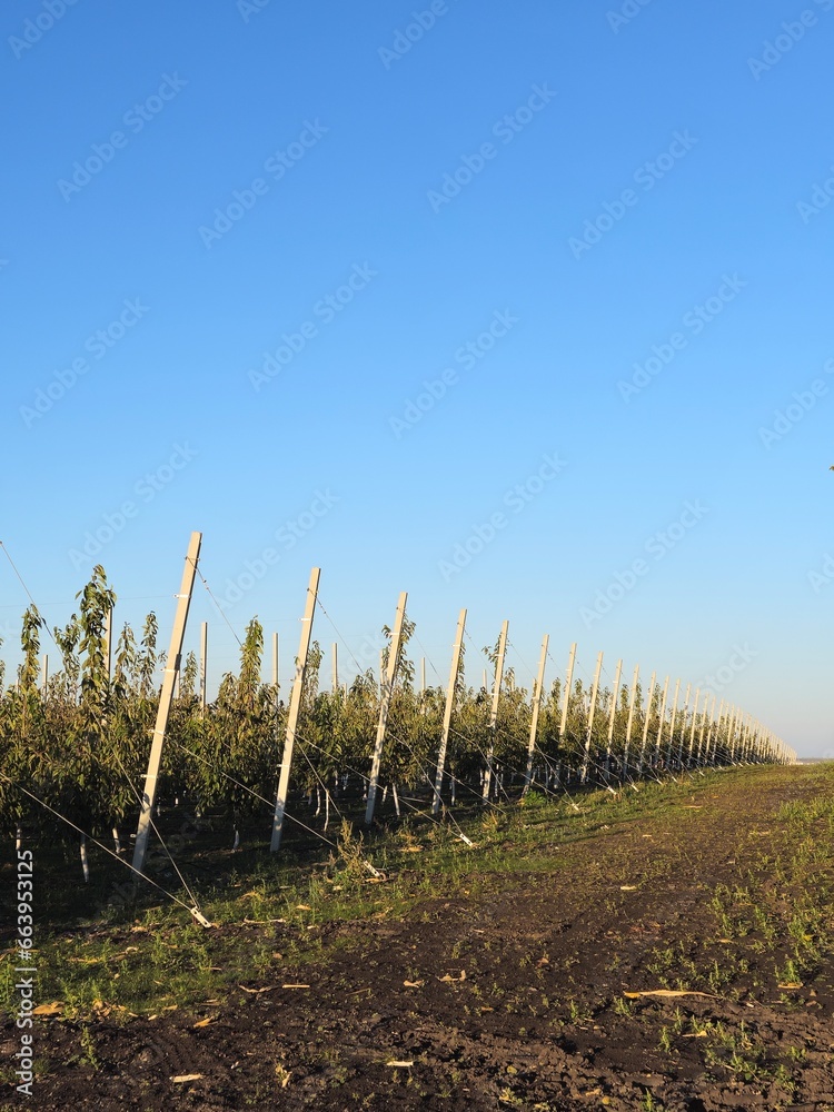 A field of trees and grass A field of trees and grass