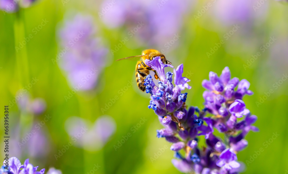 Spring lavender flowers under sunlight. Bees pollinate flowers and collect pollen. Lavender honey. Beautiful landscape of nature with a panoramic view. Hi spring. long banner Spring lavender flowers under sunlight. Bees pollinate flowers and collect pollen. Lavender honey. Beautiful landscape of nature with a panoramic view. Hi spring. long banner