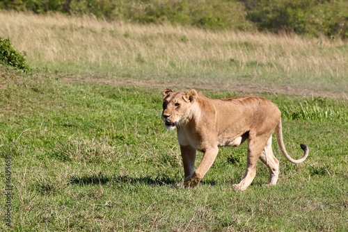 La lionne de la reserve du Masaï Mara au Kenya