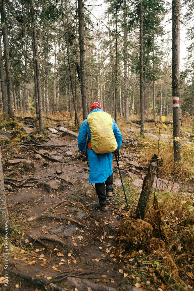 active lifestyle.A tourist with a backpack and a hiking stick walks through a coniferous forest uphill active lifestyle.A tourist with a backpack and a hiking stick walks through a coniferous forest uphill