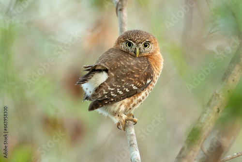 Cuban pygmy owl (Glaucidium siju) is a species of owl in the family Strigidae that is endemic to Cuba. photo