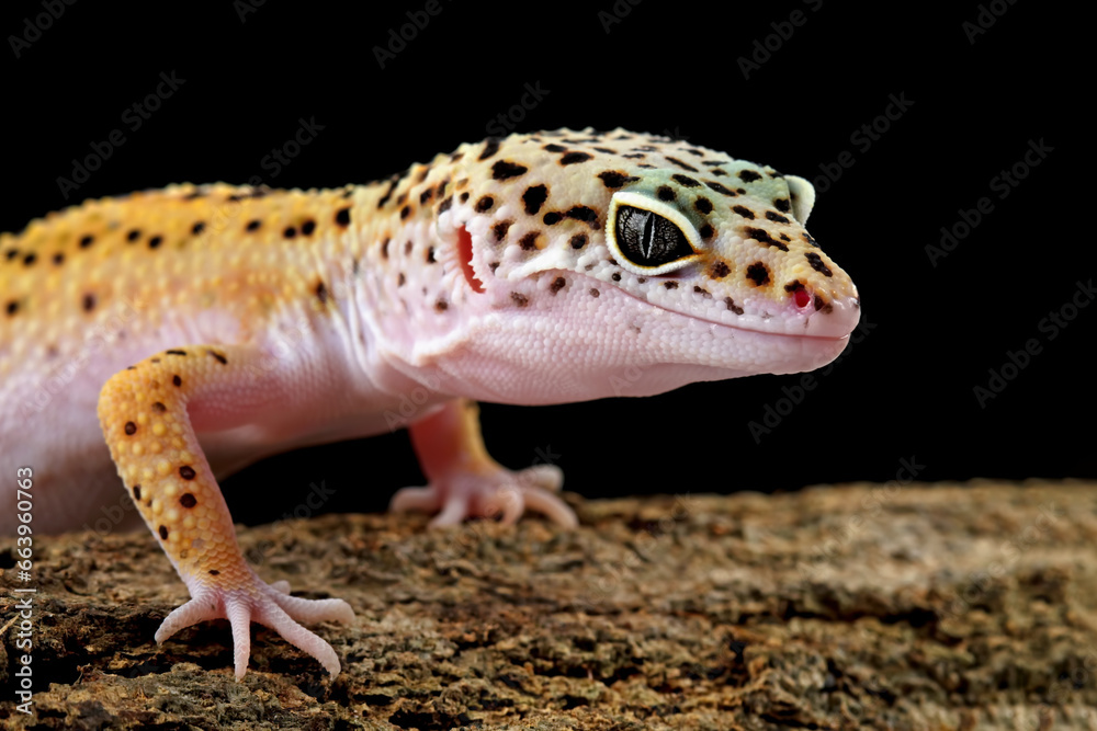 Naklejka premium Close-up head of a leopard gecko lizard on wood