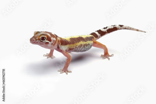 Leopard gecko lizard isolated on white