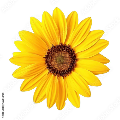 yellow sunflower isolated