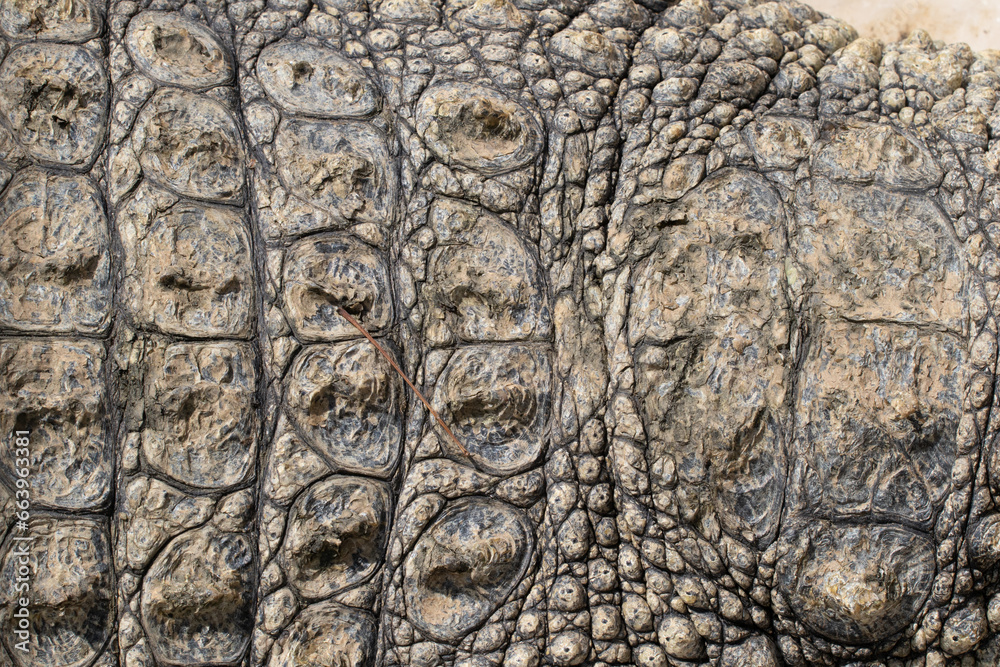 Crocodile skin texture in the sun Crocodile skin texture in the sun