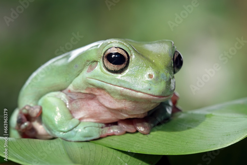Dumpy frog sitting on leaves