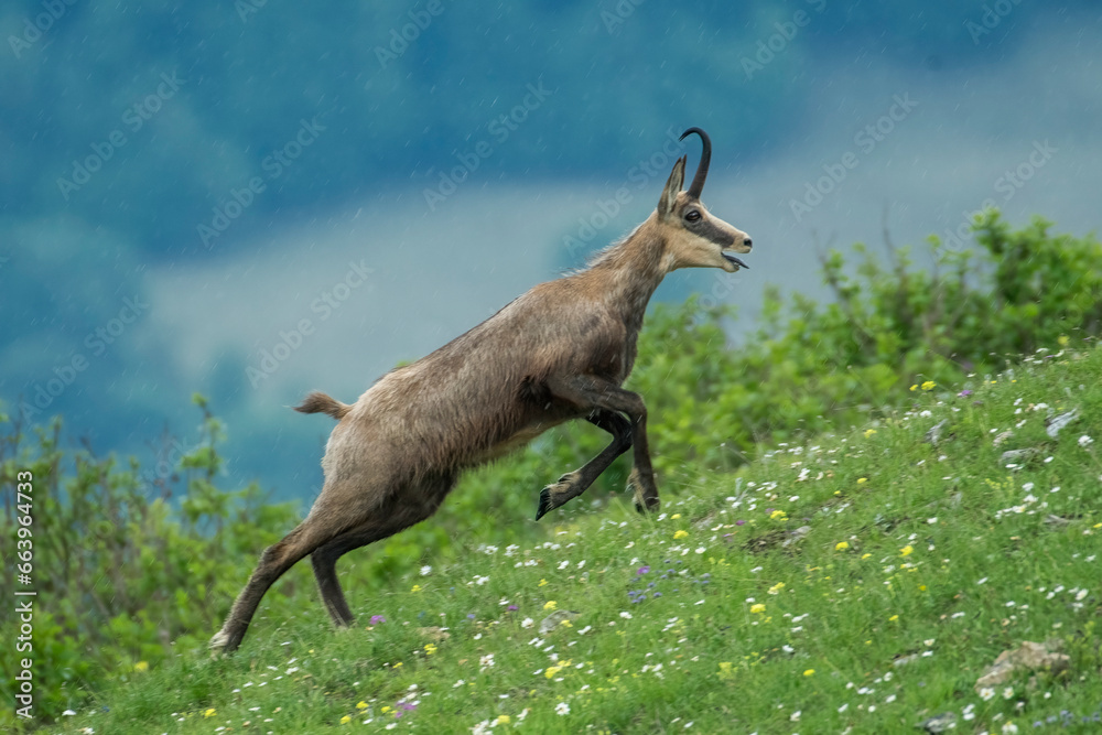 Alpine chamois (Rupicapra rupicapra) running in a flowery alpine meadow with valley background on a rainy day - Buck showing muscles. Alps Mountains, June, horizontal, Italy.