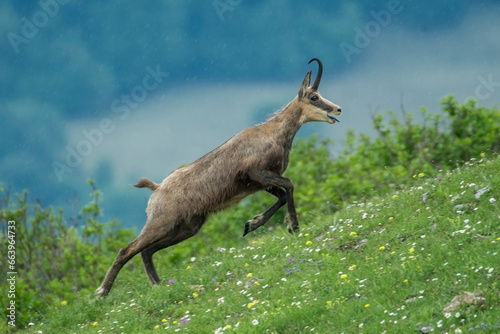 Obraz na płótnie Alpine chamois (Rupicapra rupicapra) running in a flowery alpine meadow with valley background on a rainy day - Buck showing muscles. Alps Mountains, June, horizontal, Italy. w salonie