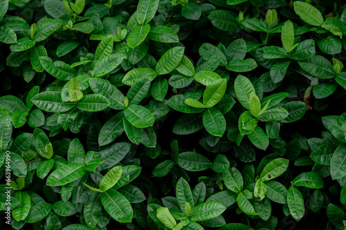 Close-up nature leaves of leaves background. Flat lay. Dark nature concept. Tropical leaves. photo