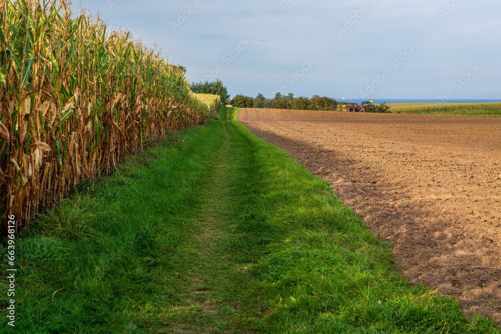Fototapeta premium Dirt path along a corn field.