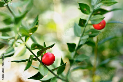 Fotografie Red berries of ruscus shrub