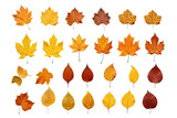 Collection of autumn leaves isolated on a transparent background. Yellow foliage leaf set. Vector illustration.