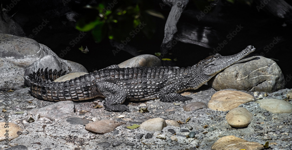 Fototapeta premium Australian crocodile on the ground. Latin name - Crocodylus johansoni 