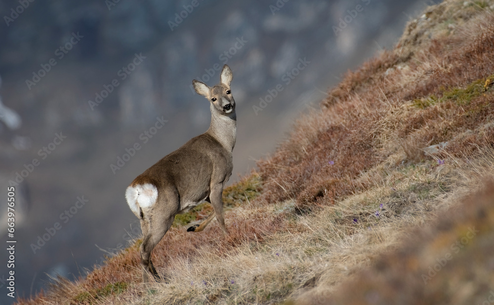 Wild female roe deer (Capreolus capreolus) standing with a raised paw in a steepy alpine grassland on a springtime morning in the Alps Mountains, Italy.